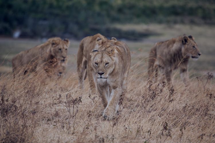 Team of lions hunting